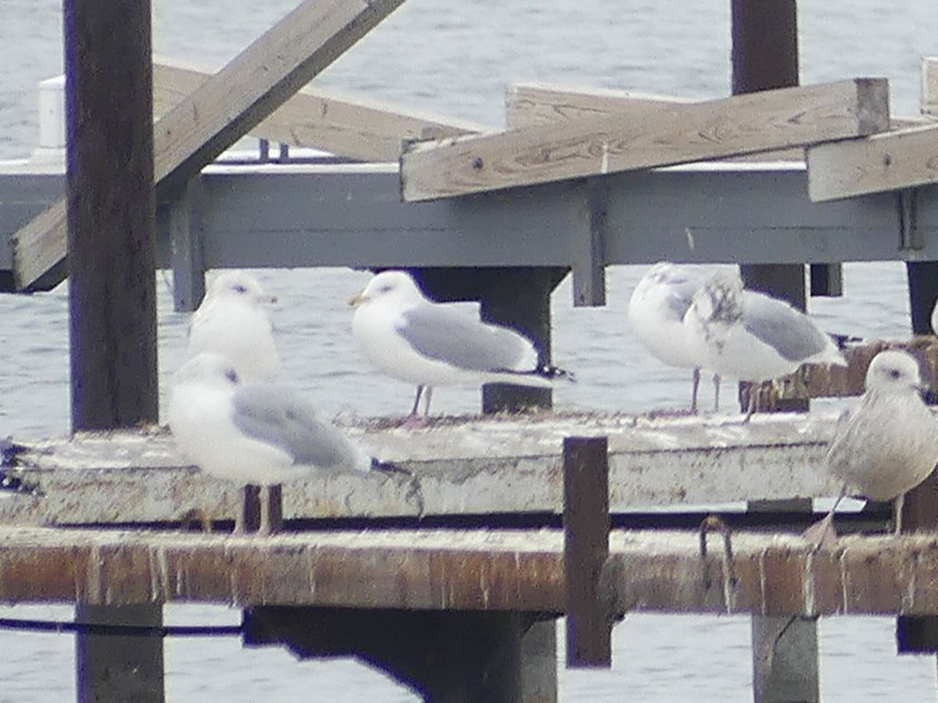 Kaio hegalzuria (thayeri) - ML646469116