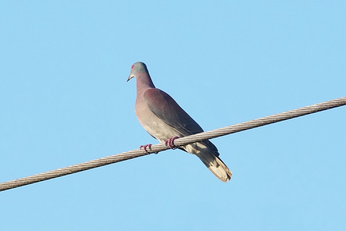 Pale-vented Pigeon - ML646469117