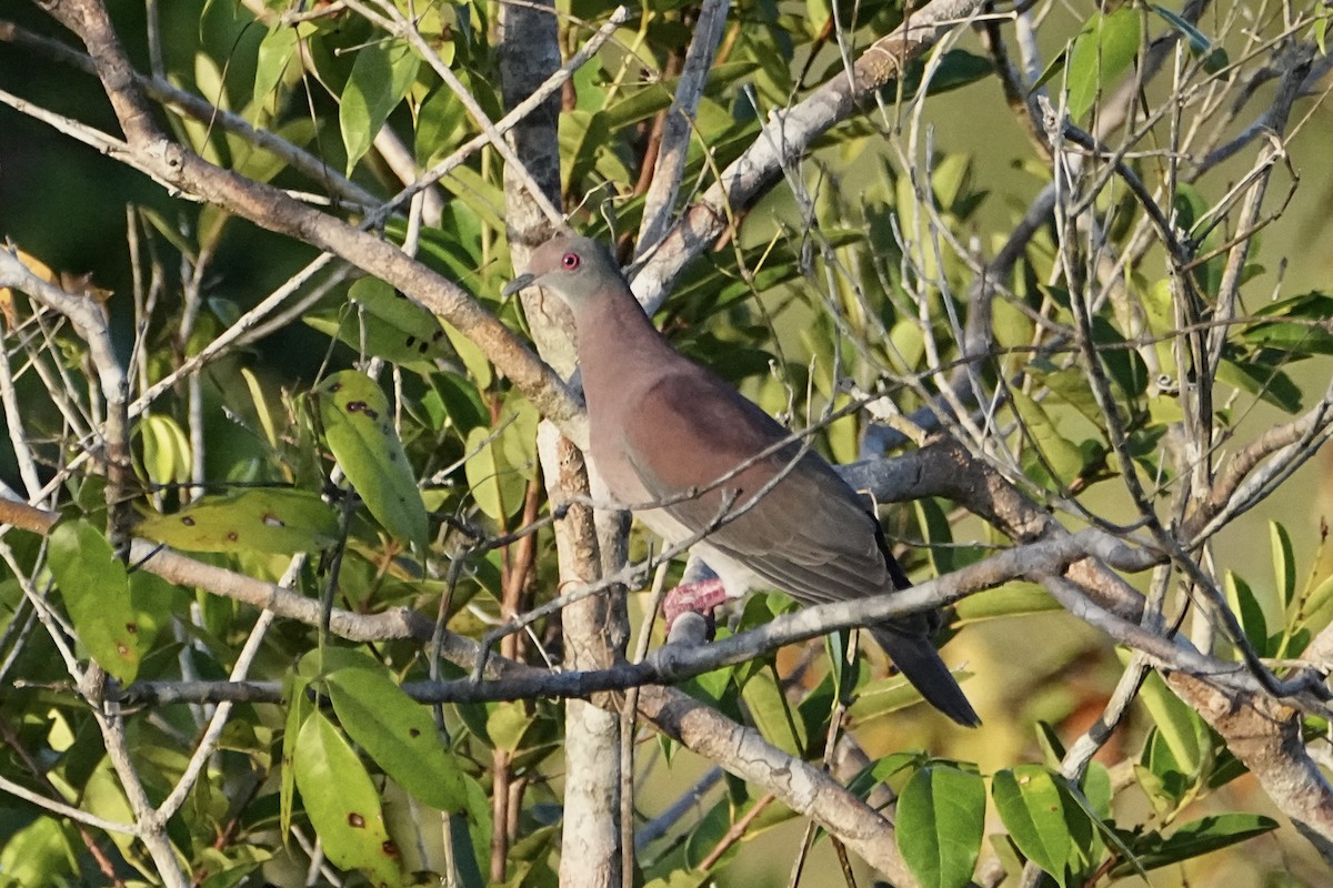 Pale-vented Pigeon - ML646469118
