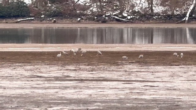 Grue du Canada - ML646469119