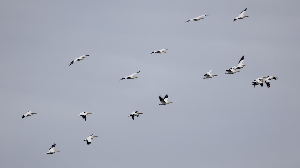 American White Pelican - ML646469121