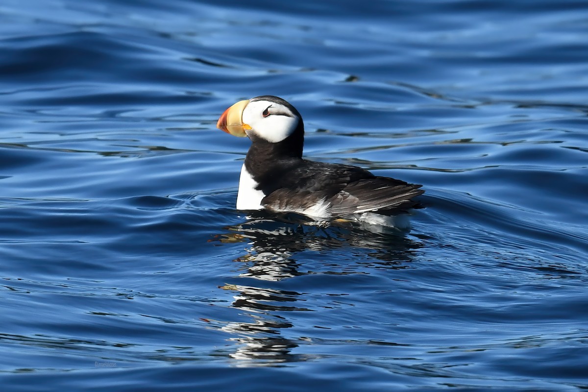 Horned Puffin - ML646469122