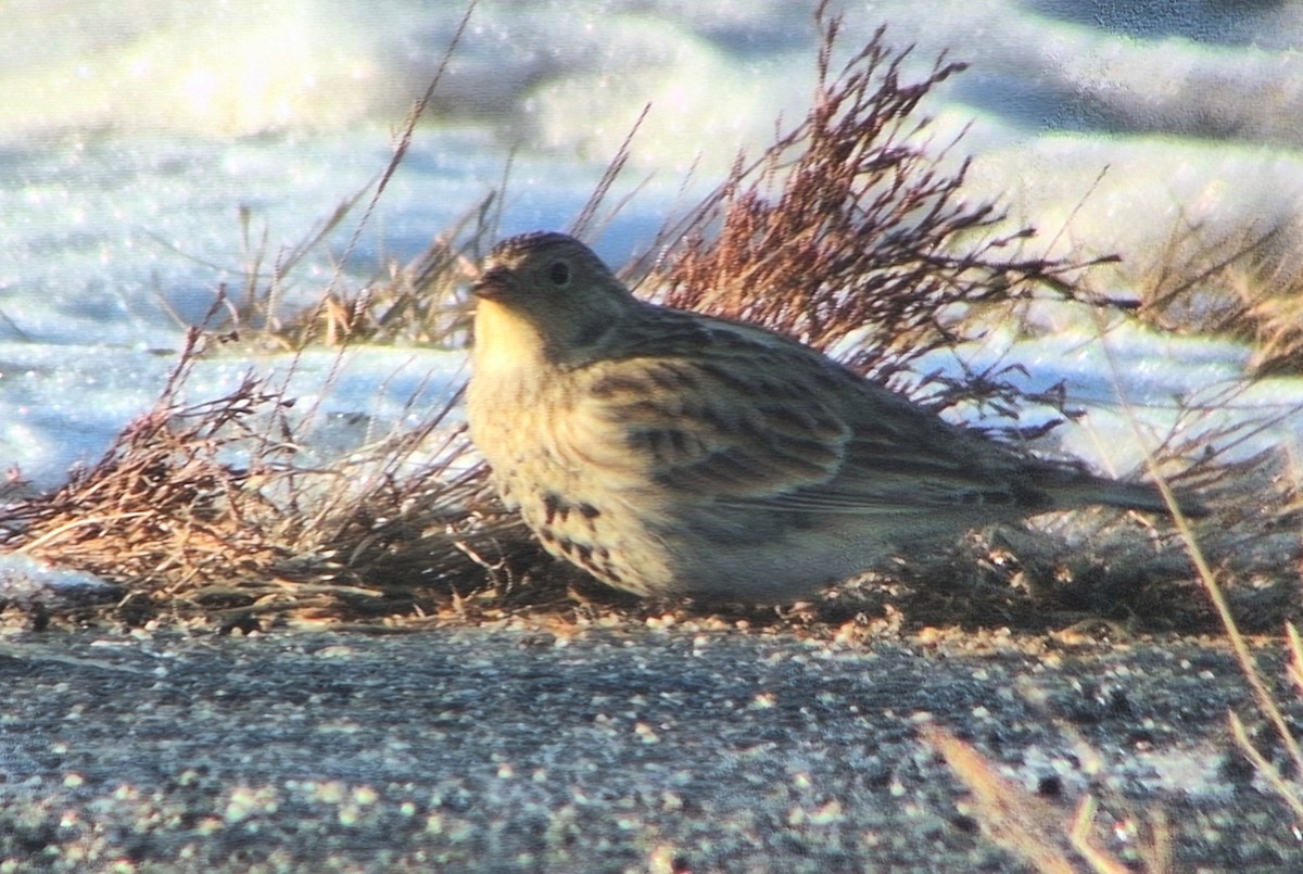 ostružka límcová - ML646469123