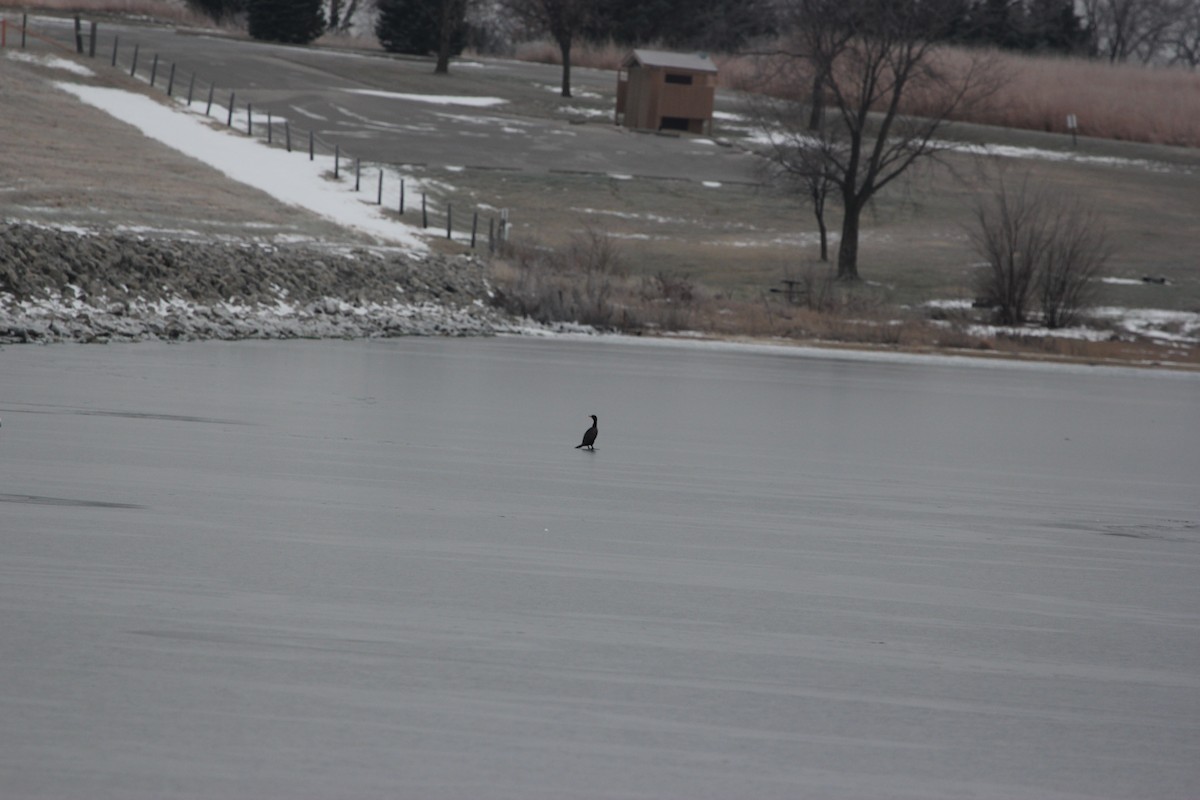 Double-crested Cormorant - ML646469130