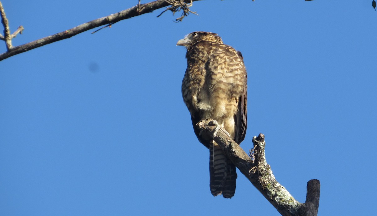 キバラカラカラ - ML646469132