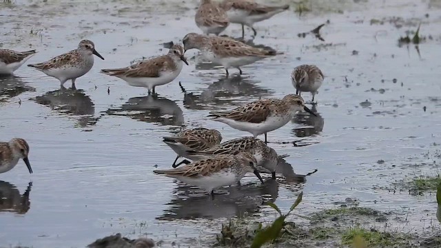 Gambecchio semipalmato - ML646469133