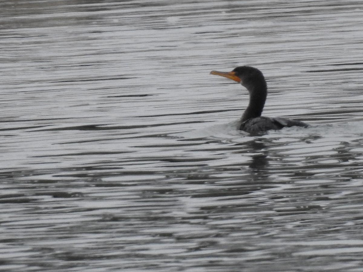 Double-crested Cormorant - ML646469135