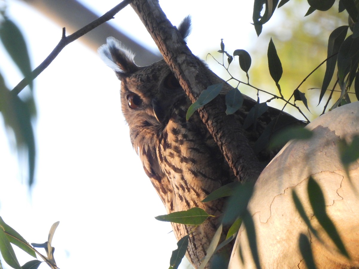Eurasian Eagle-Owl - ML646469136