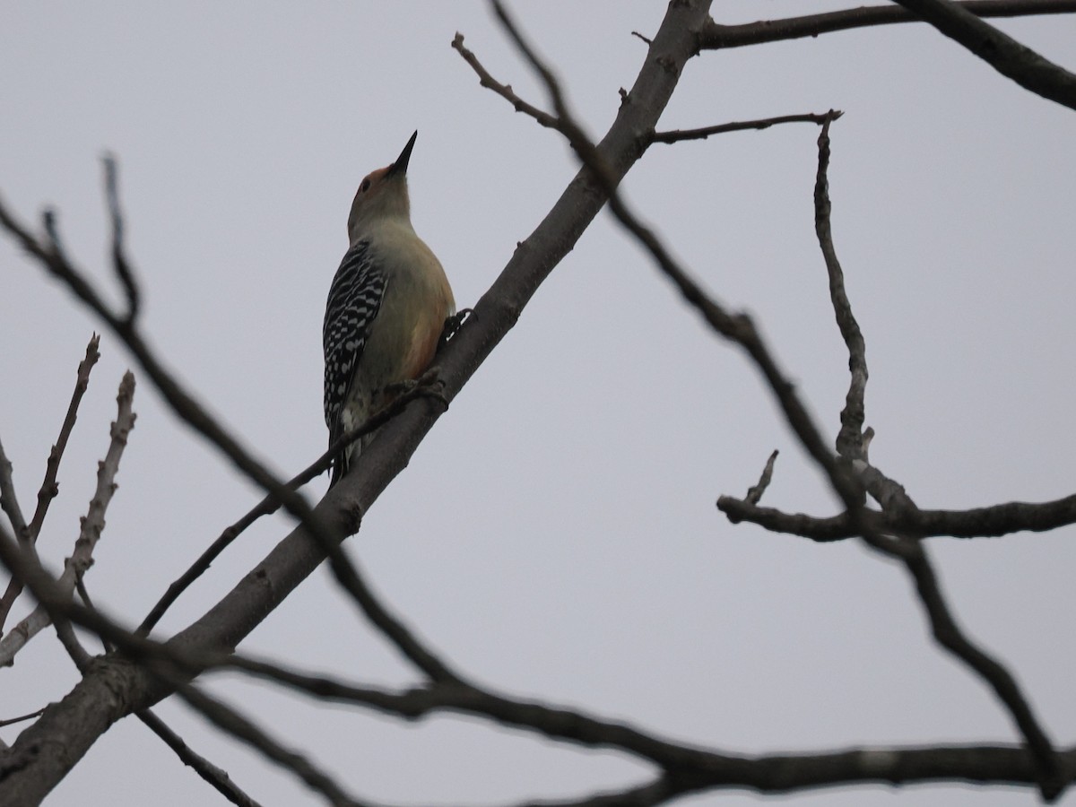Red-bellied Woodpecker - ML646469137