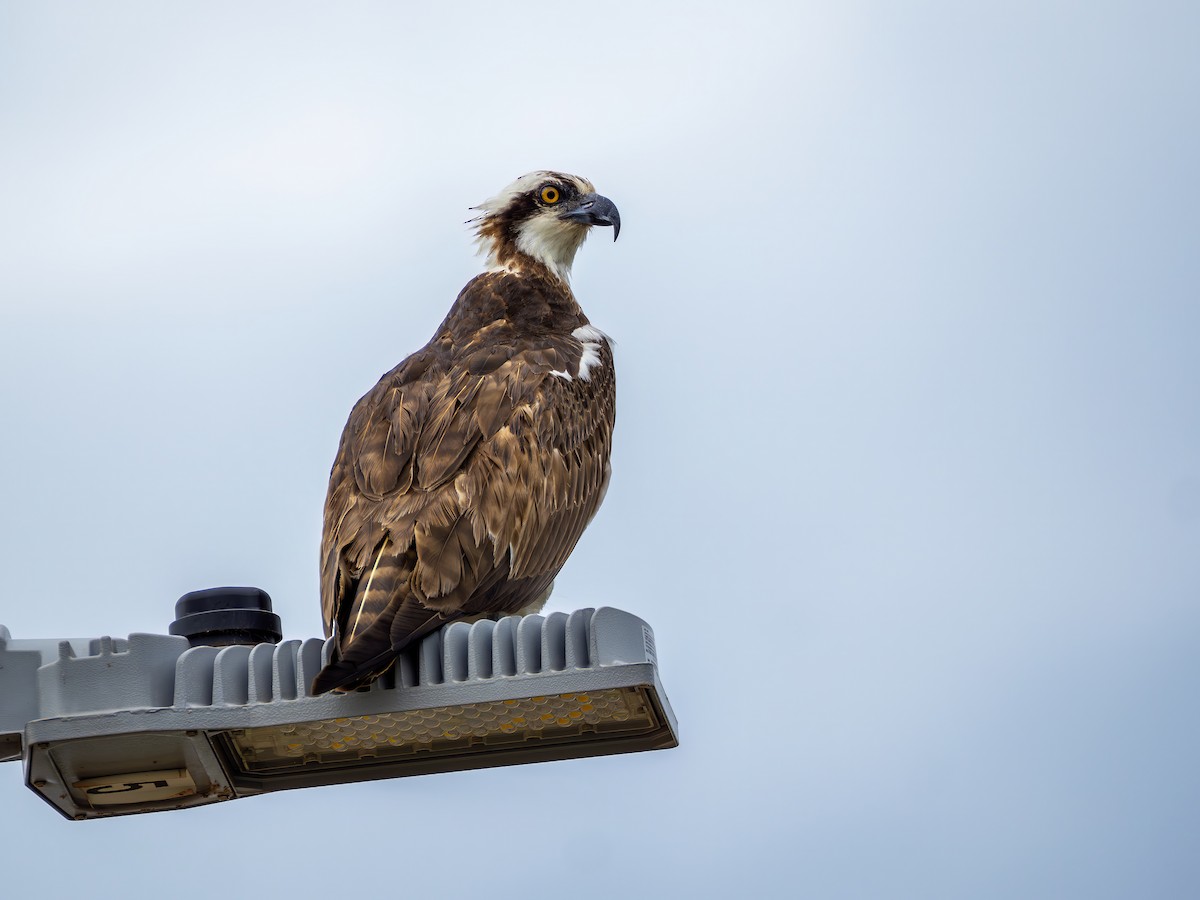 Osprey - ML646469138