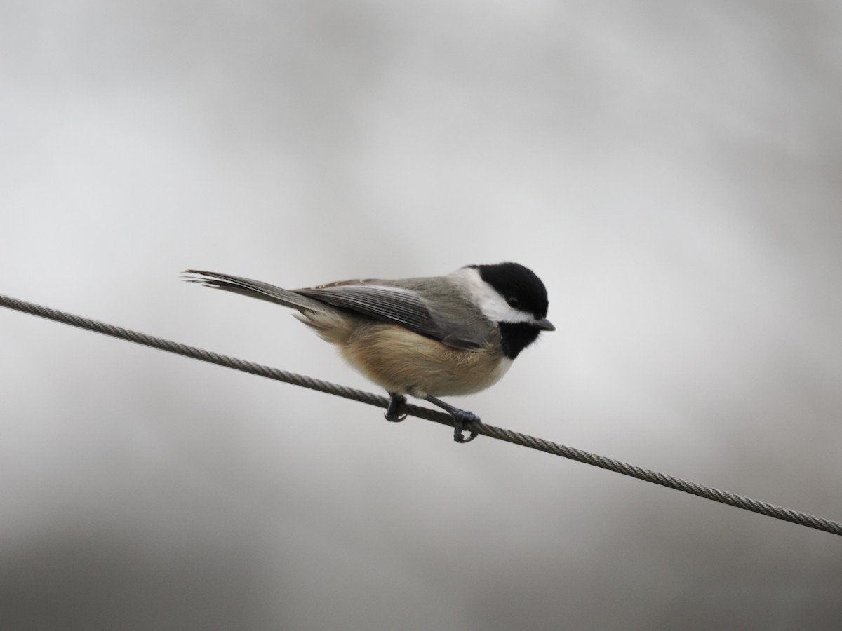 Carolina Chickadee - ML646469140
