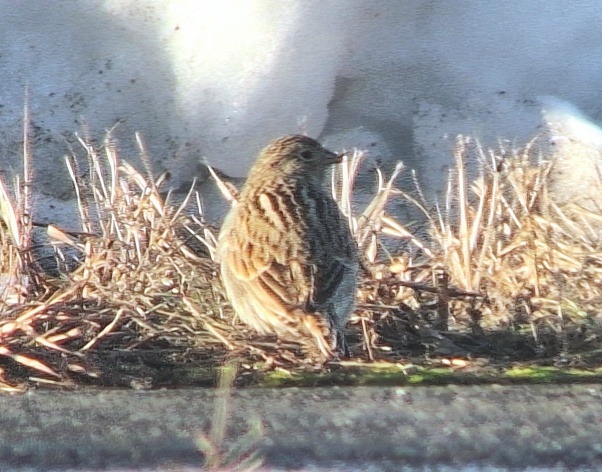 ostružka límcová - ML646469141