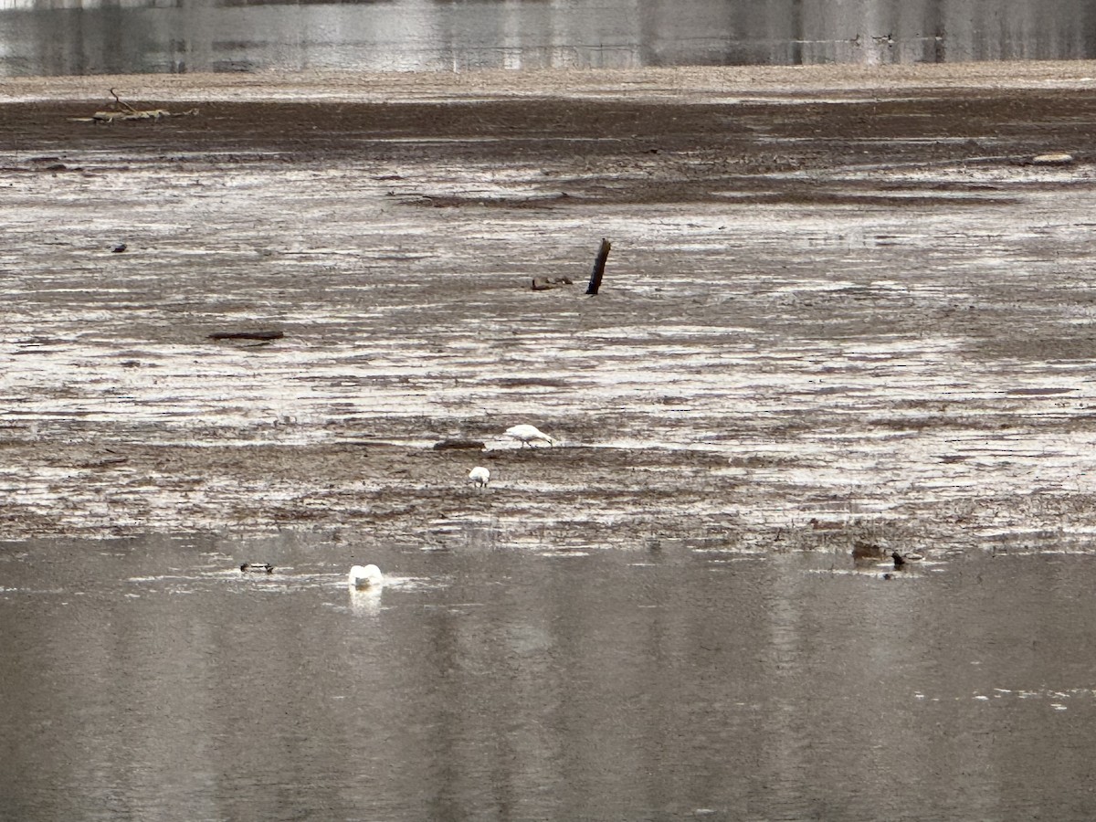 Oie des neiges - ML646469145