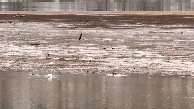 Oca delle nevi - ML646469146