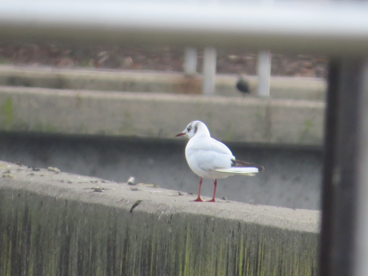 Black-headed Gull - ML646469150