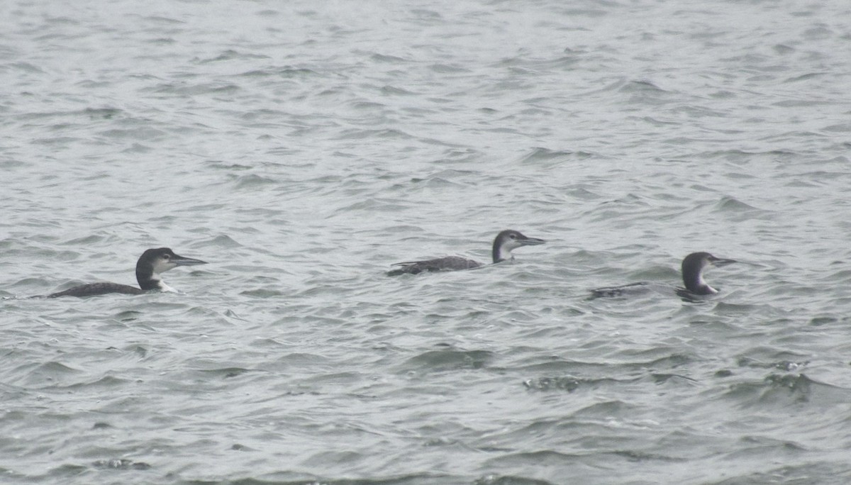 Common Loon - ML646469153