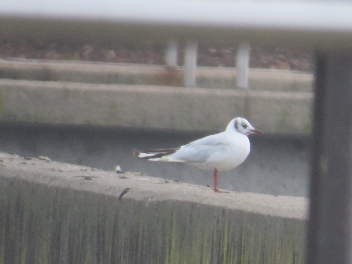 Black-headed Gull - ML646469156