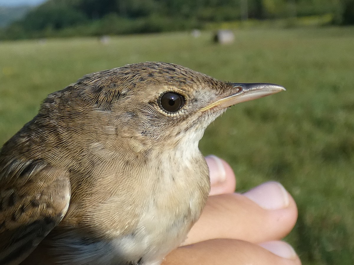 cvrčilka zelená - ML646469158