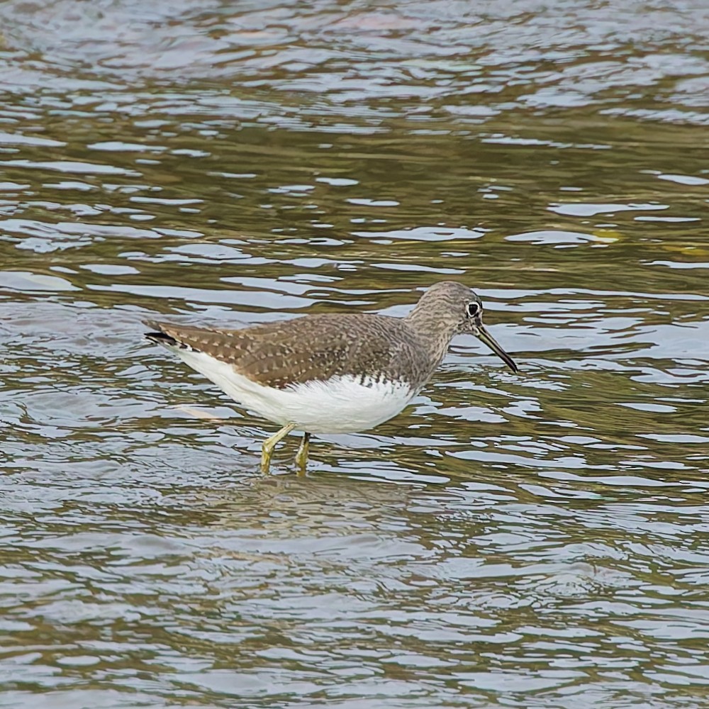 Chevalier cul-blanc - ML646469159