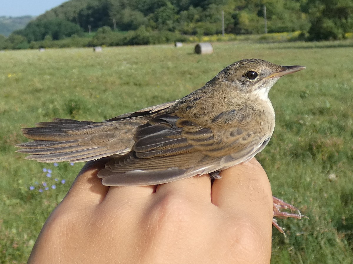 cvrčilka zelená - ML646469160