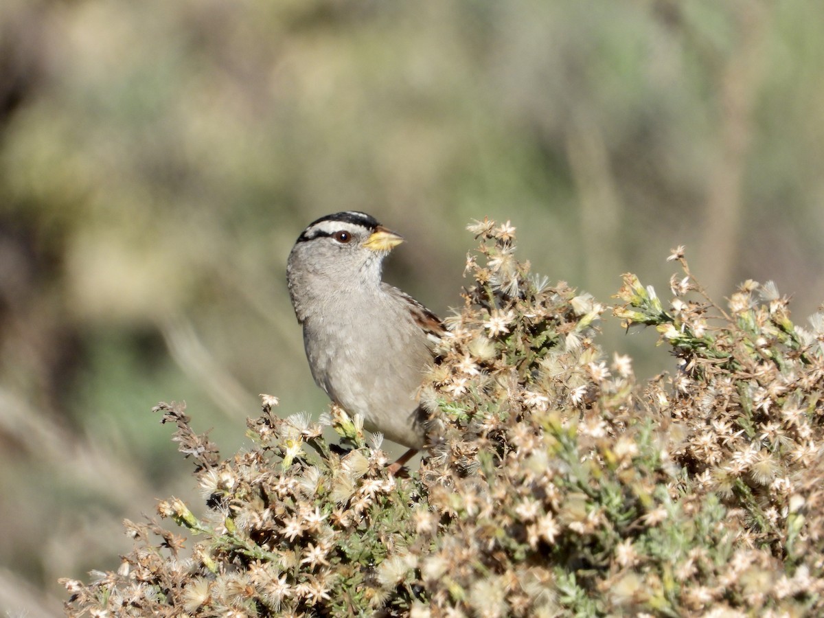 White-crowned Sparrow - ML646469161