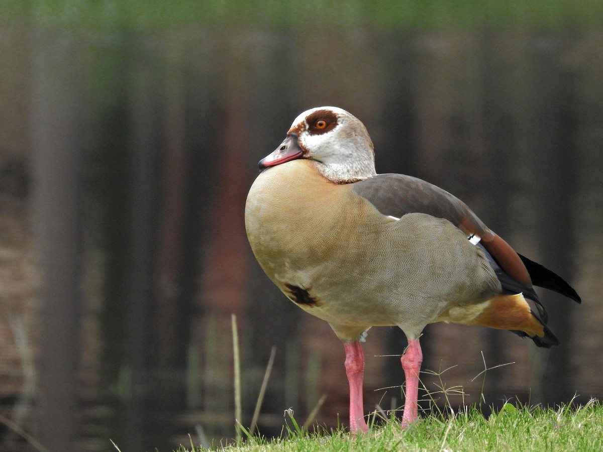 埃及雁 - ML646469162