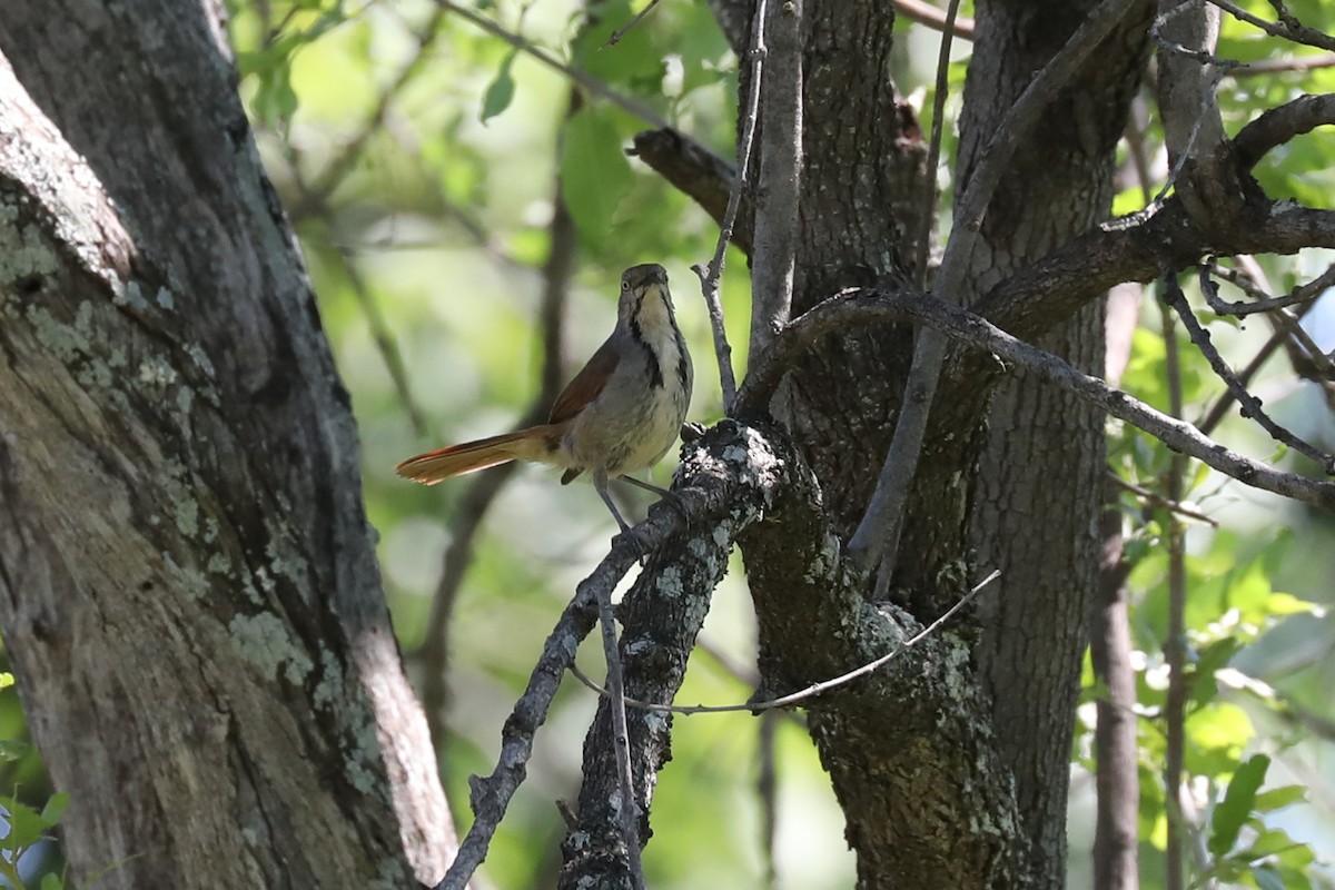 Collared Palm-Thrush - ML646469163