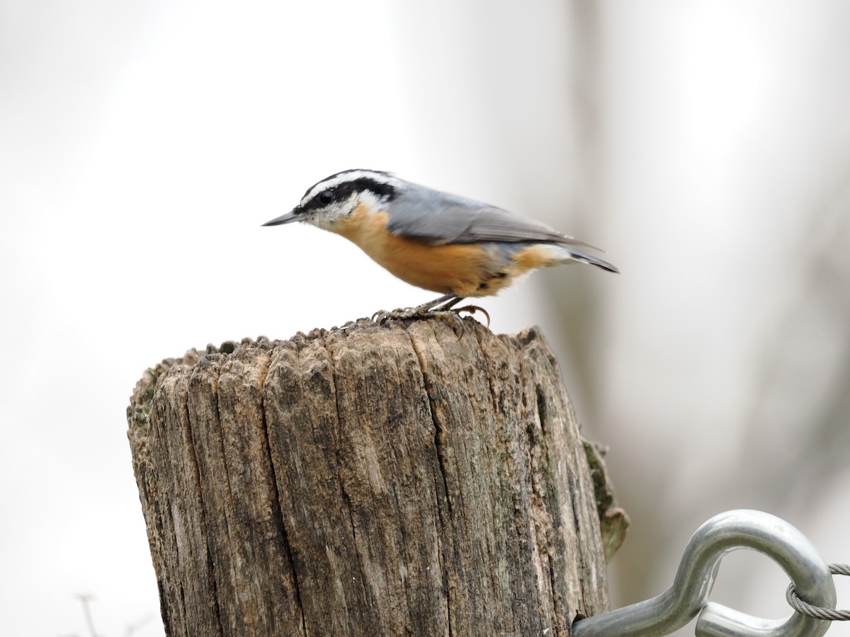 Red-breasted Nuthatch - ML646469165