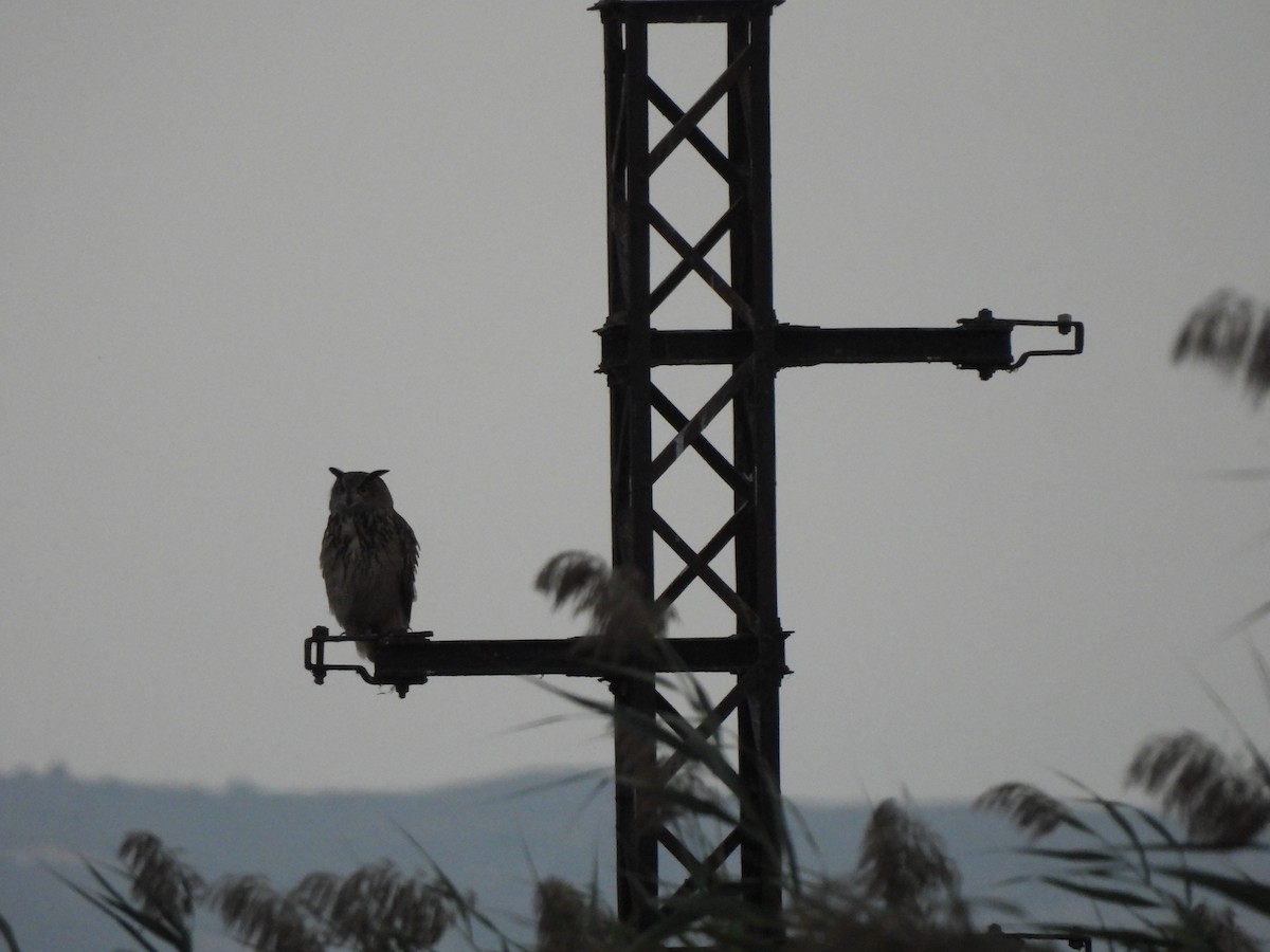 Eurasian Eagle-Owl - ML646469166
