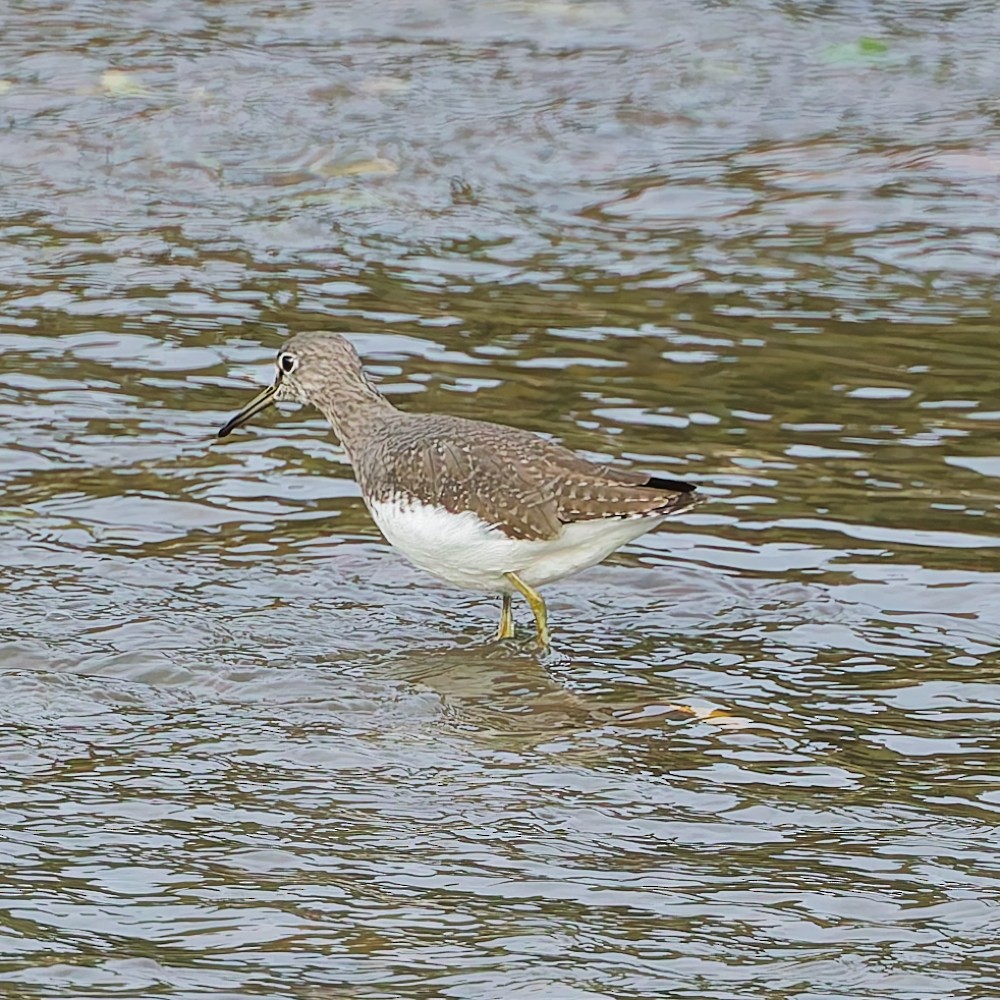 Chevalier cul-blanc - ML646469170