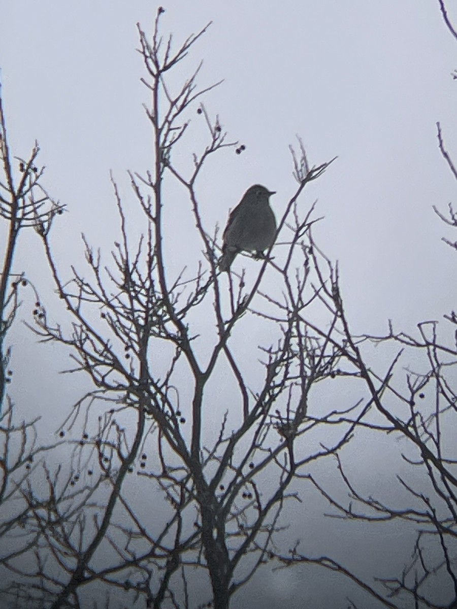 Townsend's Solitaire - ML646469171