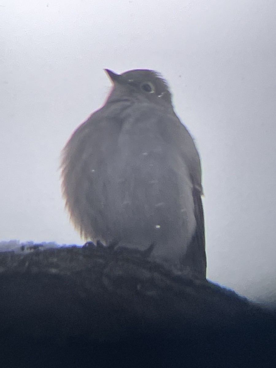 Townsend's Solitaire - ML646469172