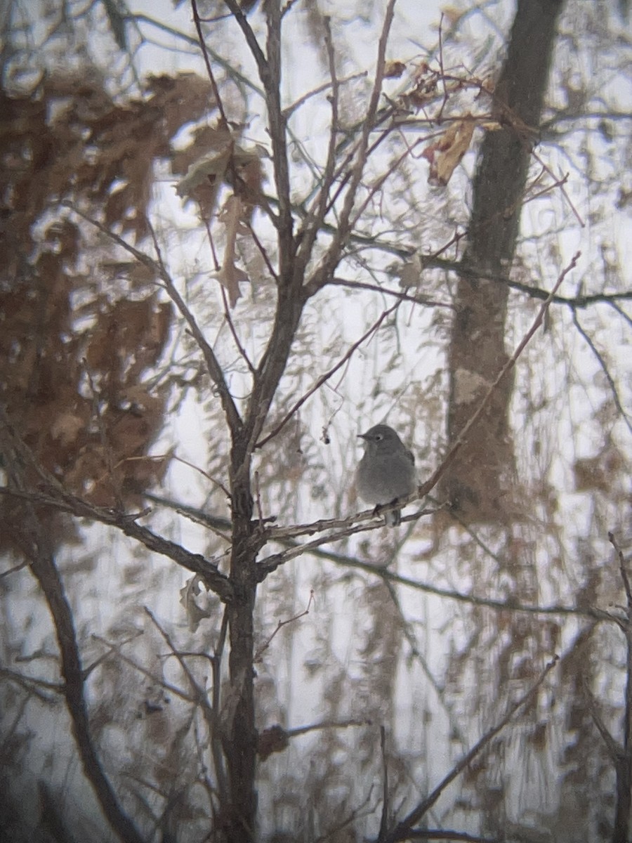 Townsend's Solitaire - ML646469173