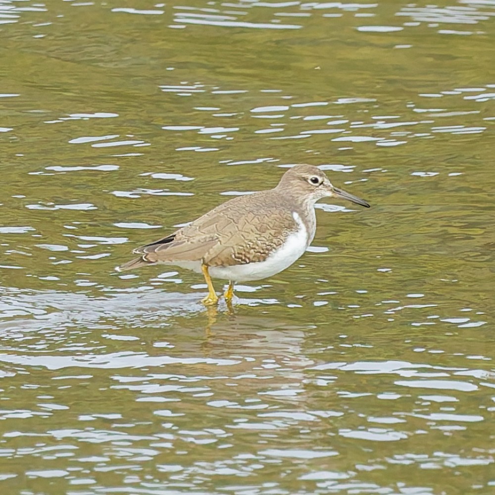 Chevalier guignette - ML646469176