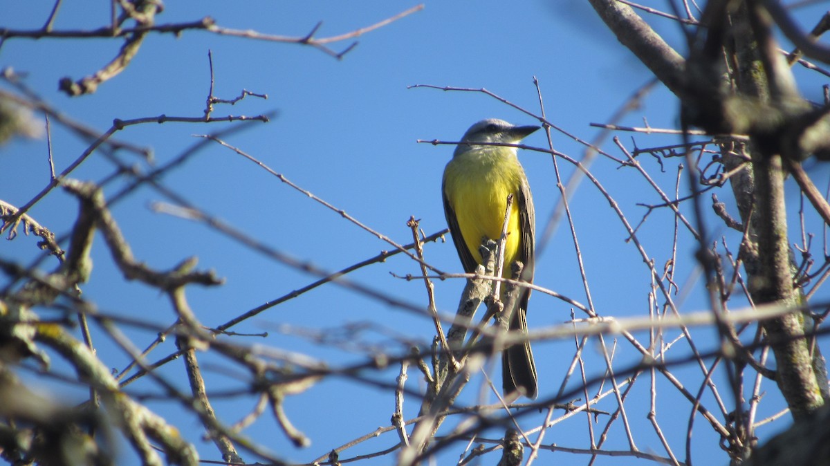 オリーブタイランチョウ - ML646469177