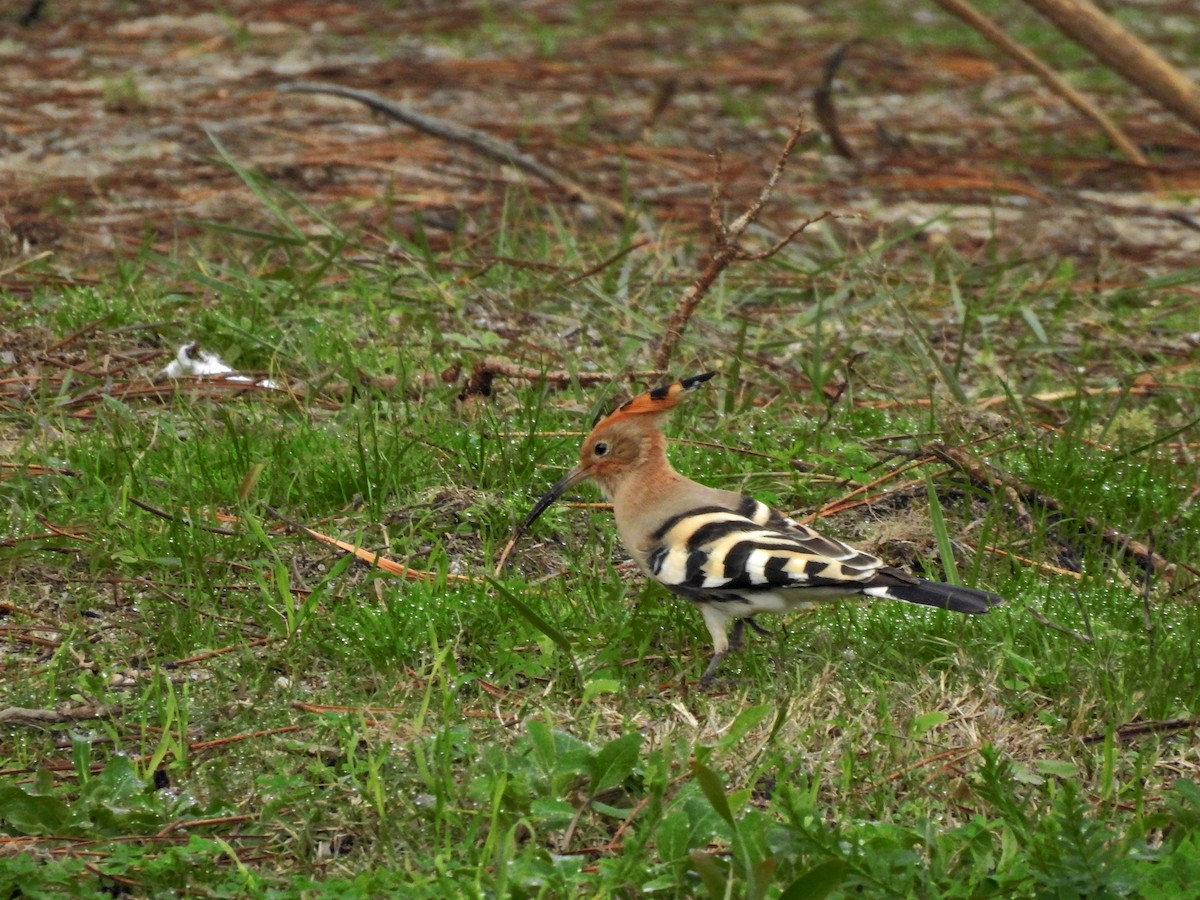 戴勝 - ML646469178