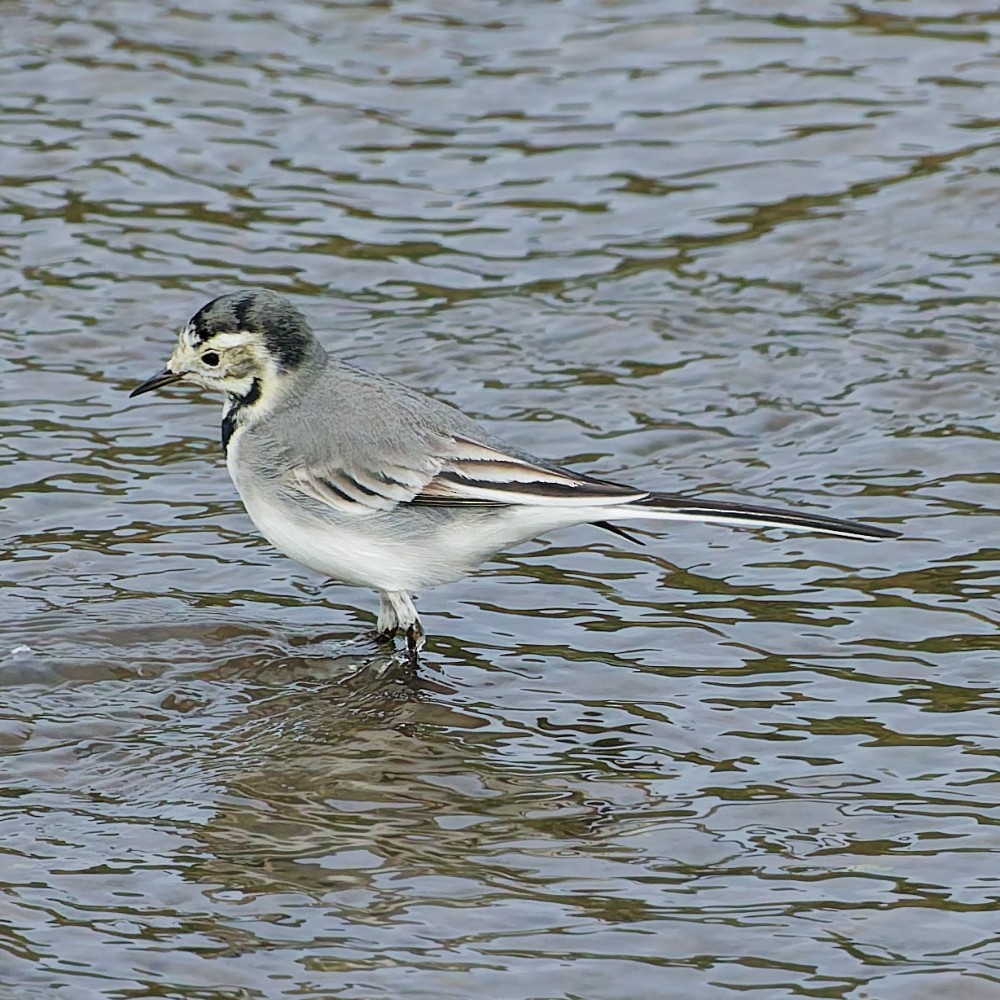 Bergeronnette grise - ML646469180