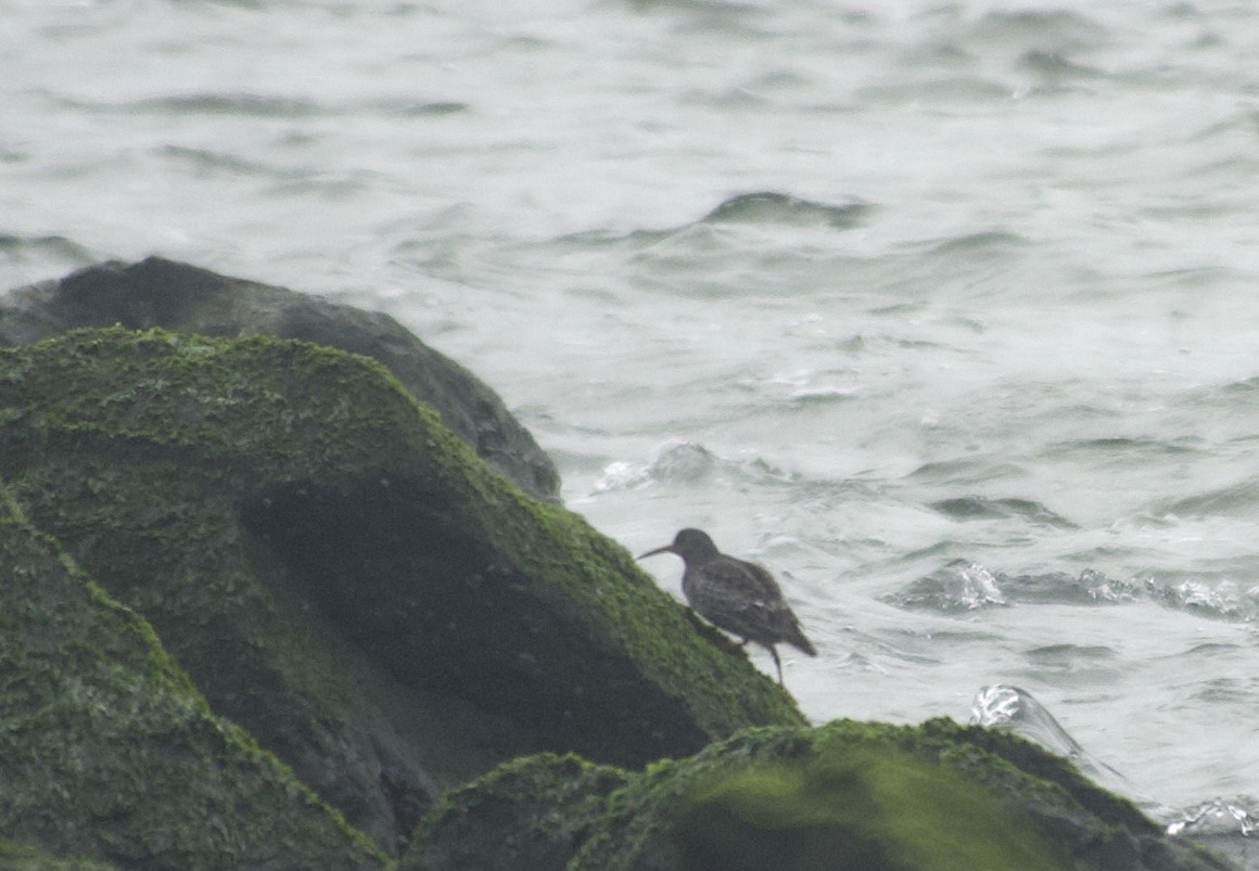 Purple Sandpiper - ML646469186
