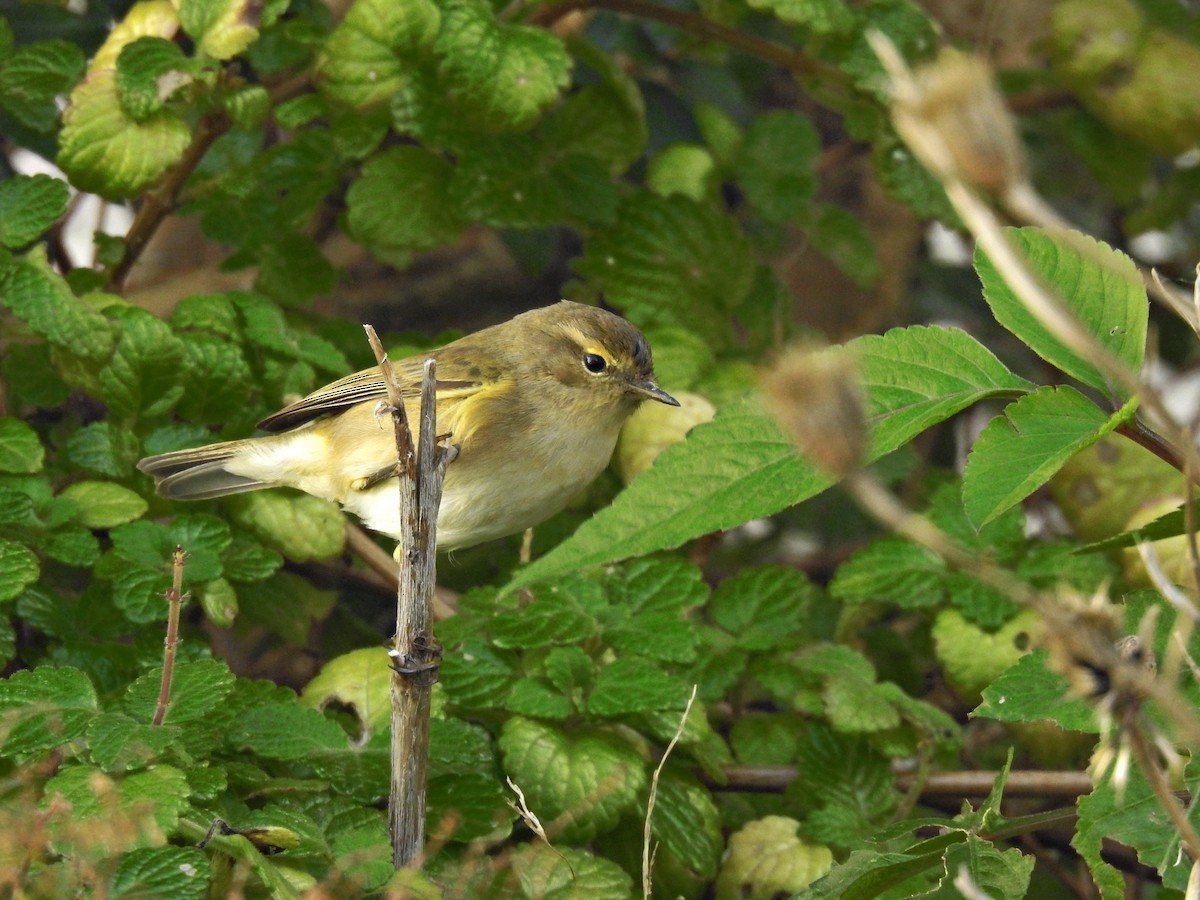 嘰喳柳鶯 - ML646469191