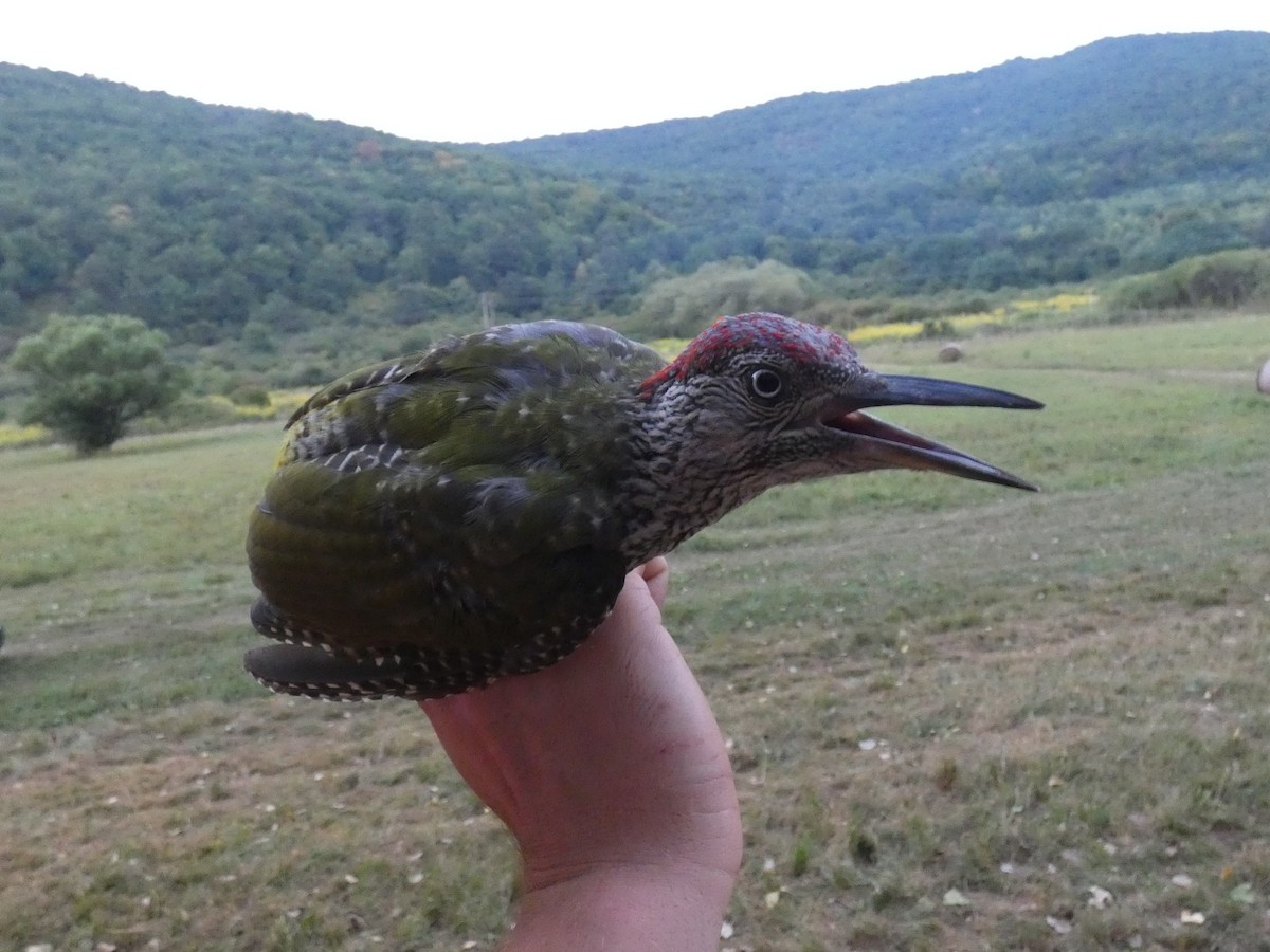 נקר ירוק - ML646469195