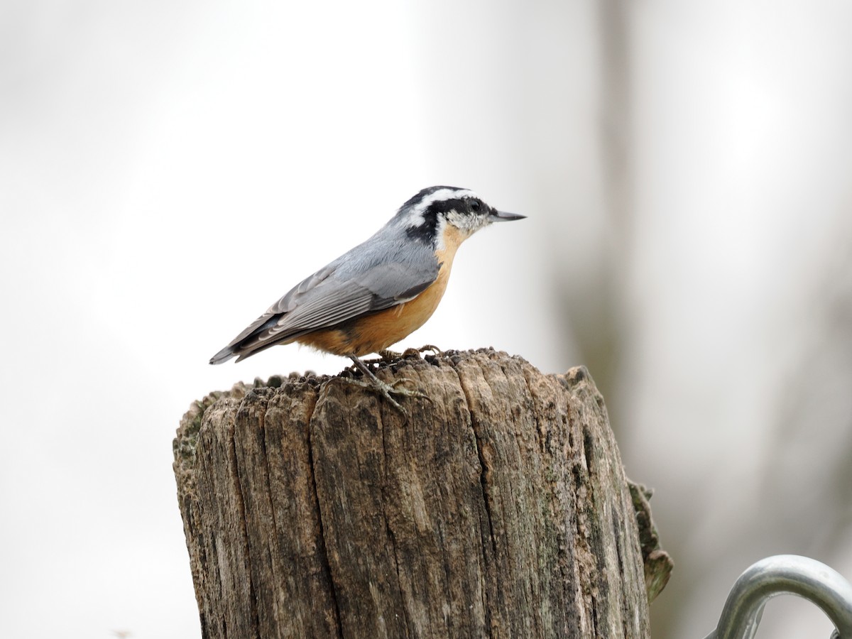 Red-breasted Nuthatch - ML646469198