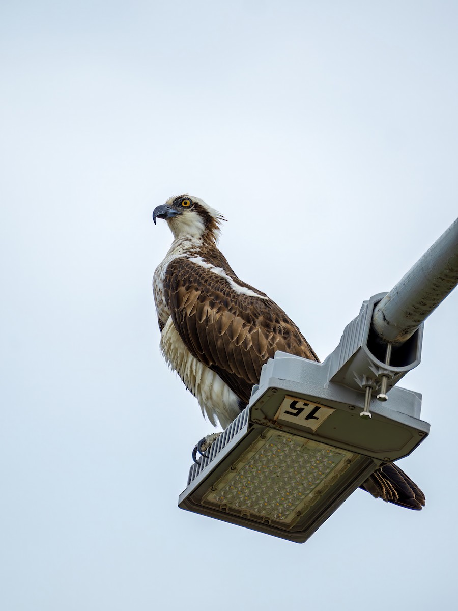 Osprey - ML646469207