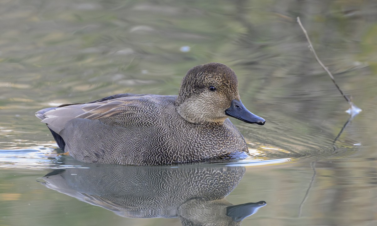Gadwall - ML646469211