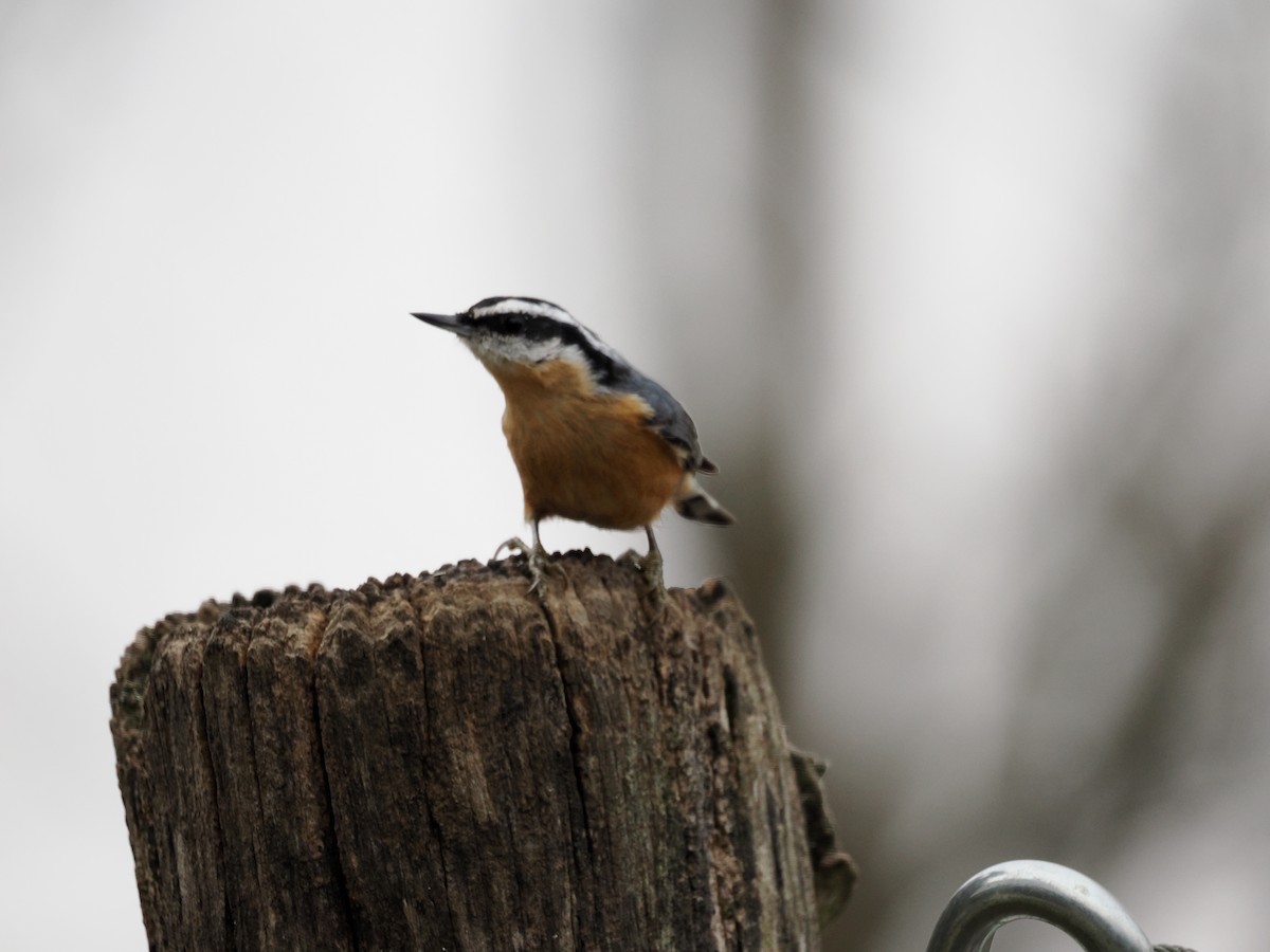 Red-breasted Nuthatch - ML646469214