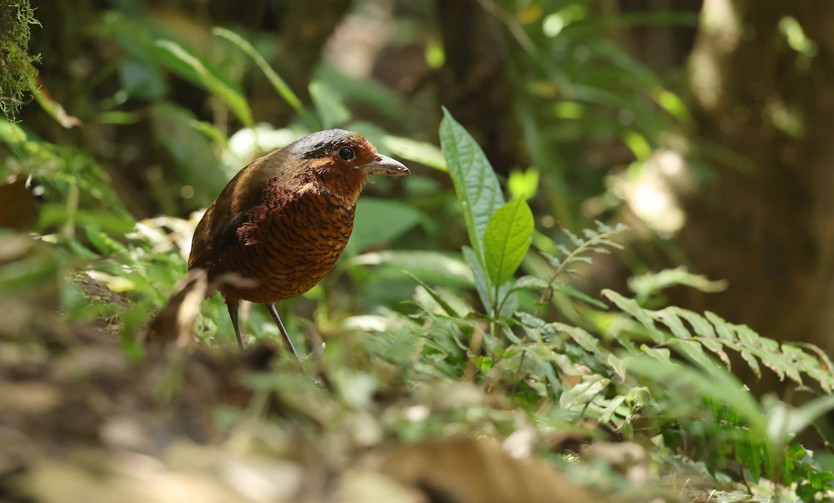 Мурашниця еквадорська - ML646469217