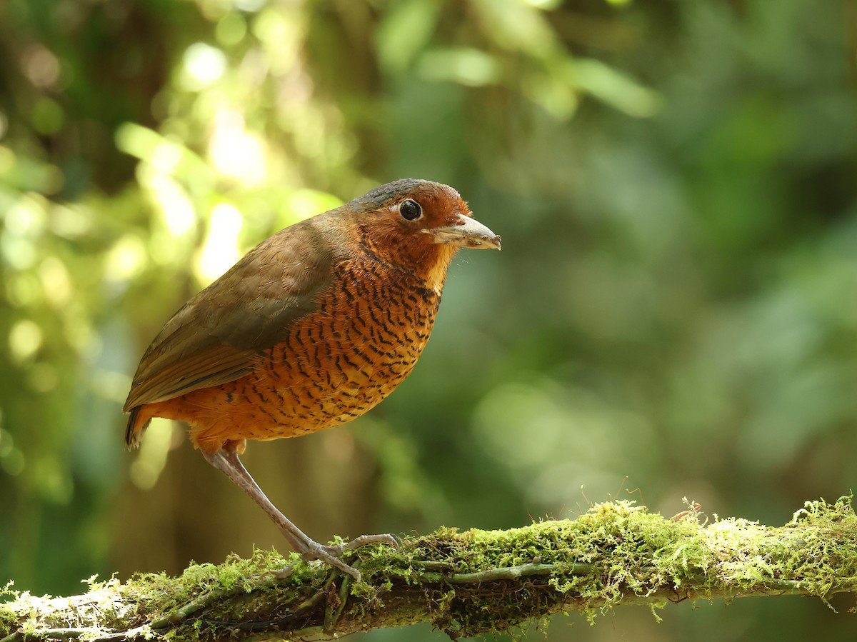 Мурашниця еквадорська - ML646469218