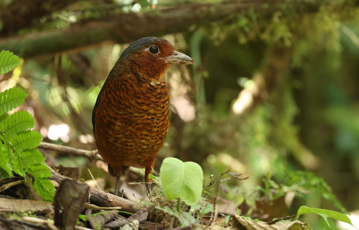 Мурашниця еквадорська - ML646469220