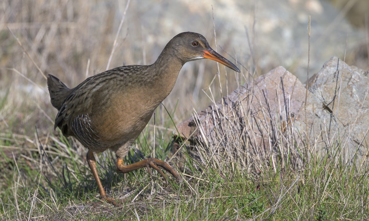 Ridgway's Rail - ML646469224
