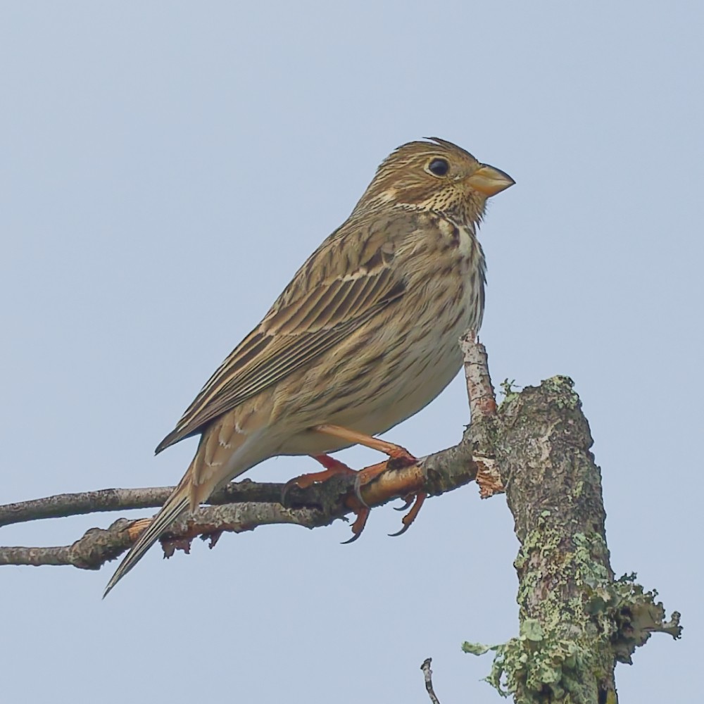 Bruant proyer - ML646469225