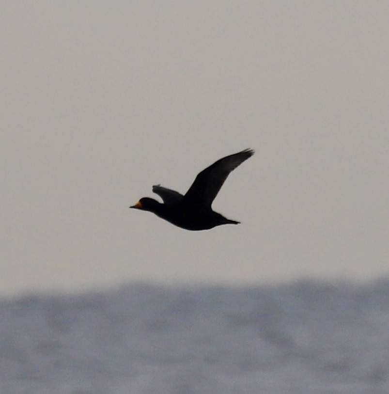 Американская синьга - ML646469228